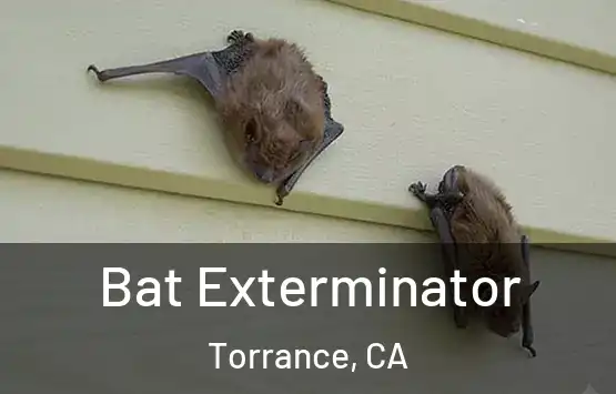  Bat Exterminator Torrance, CA