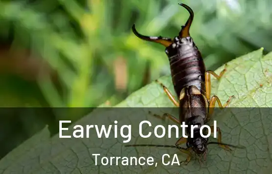 Earwig Control Torrance, CA