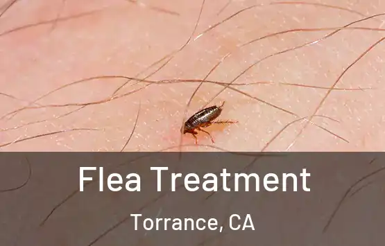  Flea Treatment Torrance, CA
