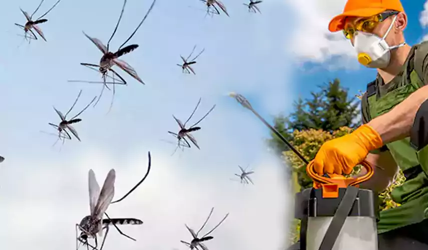 Mosquito Pest Control in Torrance, CA