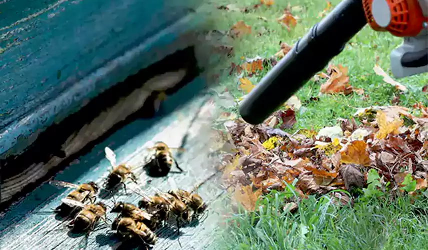 Wasps Pest Control Torrance, CA