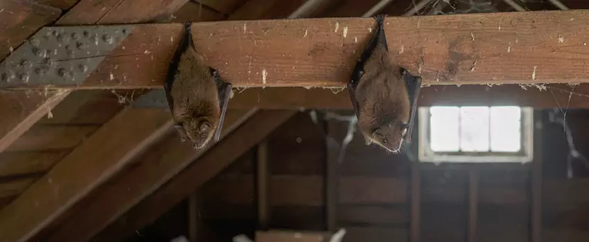 bat-exterminator in Torrance, CA