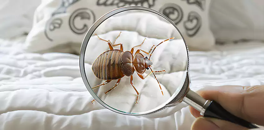 bed-bug-pest-control in Torrance, CA