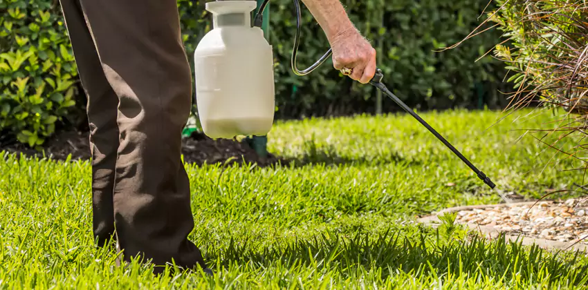 Grub Treatment for Bedrooms Torrance, CA