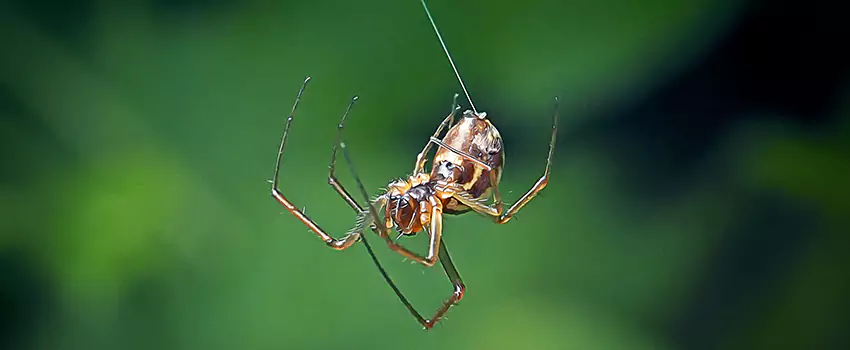Spider and Mosquito Control Solutions Torrance, CA