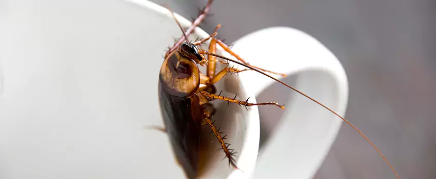 cockroach-treatment in Torrance, CA