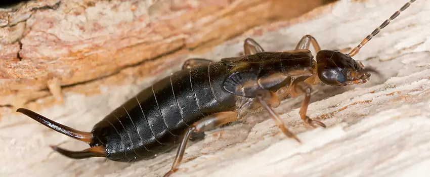 earwig-control in Torrance, CA
