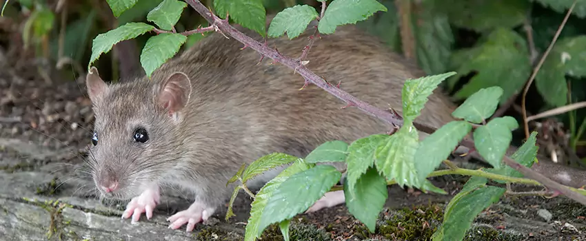 mouse-control in Torrance, CA