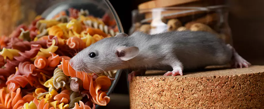 mouse-exterminator in Torrance, CA