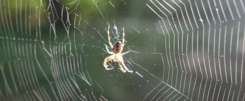 spider-pest-control in Torrance, CA