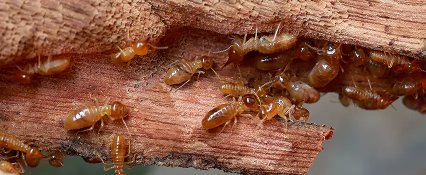 termite-treatment in Torrance, CA