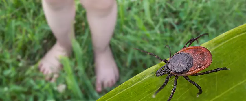 tick-treatment-for-yard in Torrance, CA