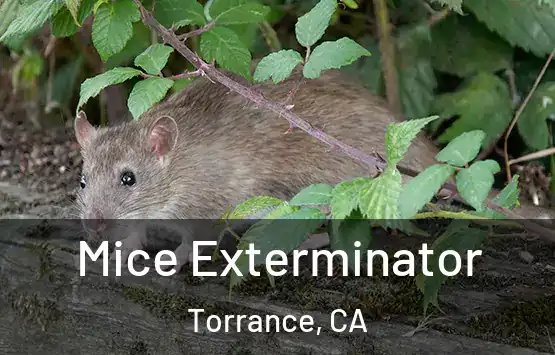  Mice Exterminator Torrance, CA