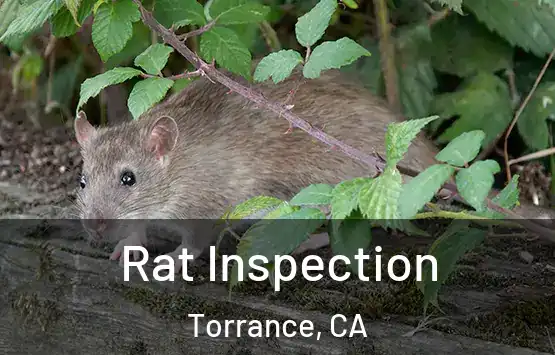  Rat Inspection Torrance, CA