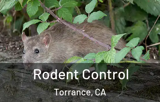  Rodent Control Torrance, CA