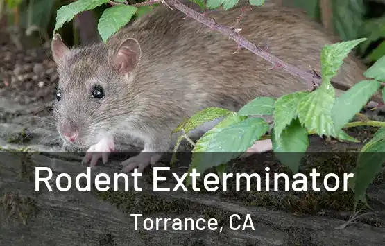  Rodent Exterminator Torrance, CA