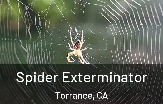  Spider Exterminator Torrance, CA
