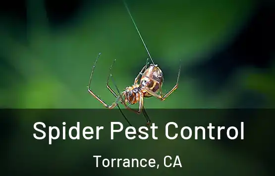  Spider Pest Control Torrance, CA