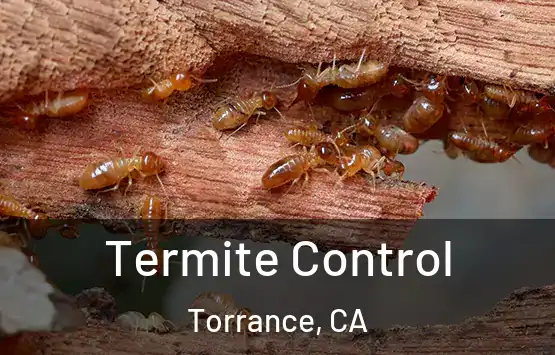  Termite Control Torrance, CA