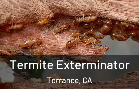  Termite Exterminator Torrance, CA