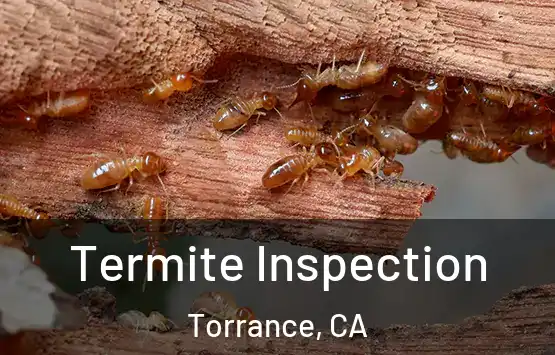  Termite Inspection Torrance, CA
