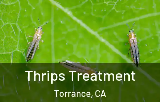  Thrips Treatment Torrance, CA