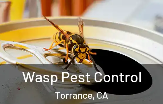  Wasp Pest Control Torrance, CA