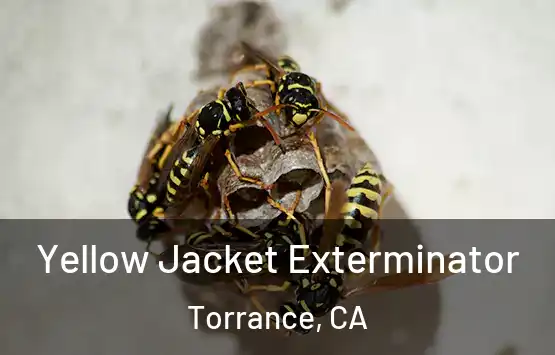  Yellow Jacket Exterminator Torrance, CA